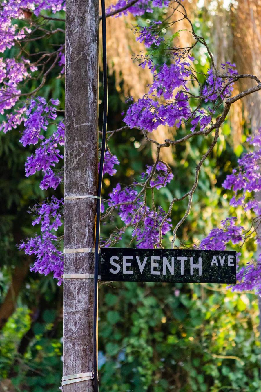 Pleasant walk in the avenues just outside the CBD