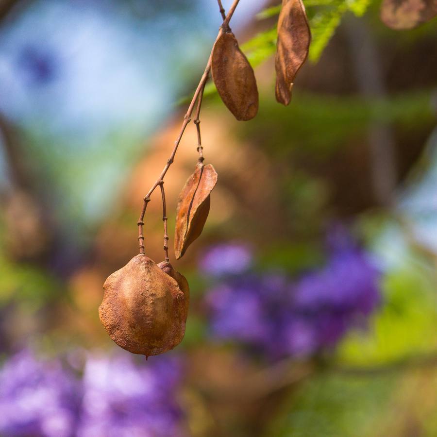 Close-up of brown seed pods hanging from jacaranda tree branch