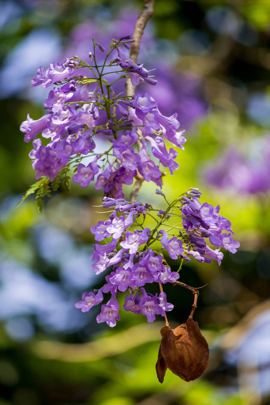 A close up of the Jacaranda flowers and pods.