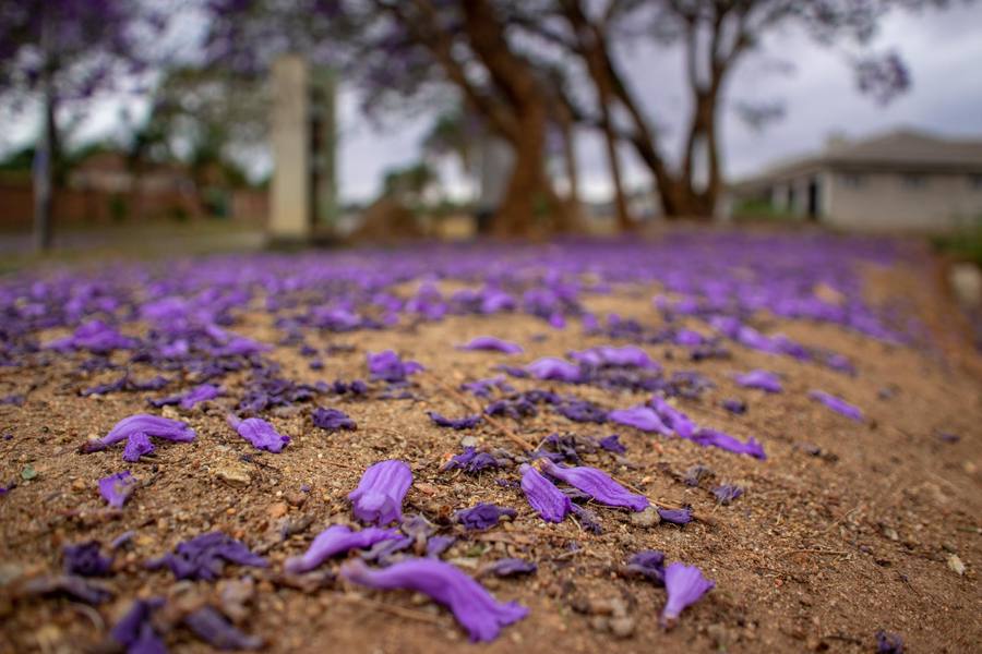 Purple jacaranda petals scattered on the ground with trees and a building in the background.