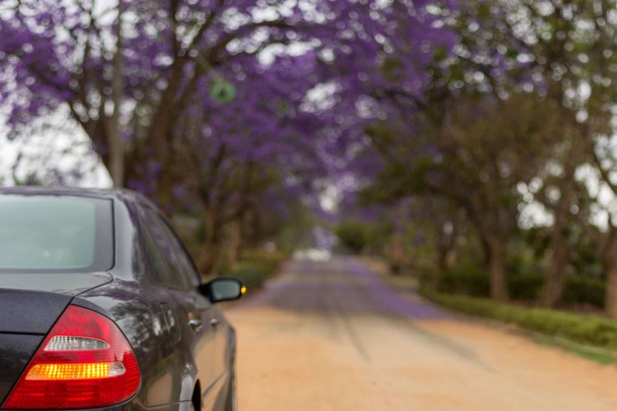Car parked on a dirt road lined with jacaranda trees in full bloom