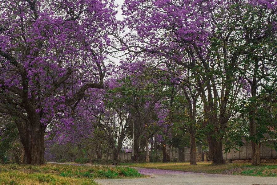 Purple jacaranda trees in full bloom line a road in Mutare.
