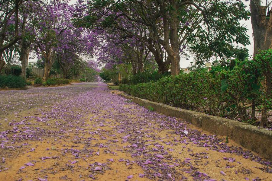 Purple jacaranda petals cover a footpath lined with trees.