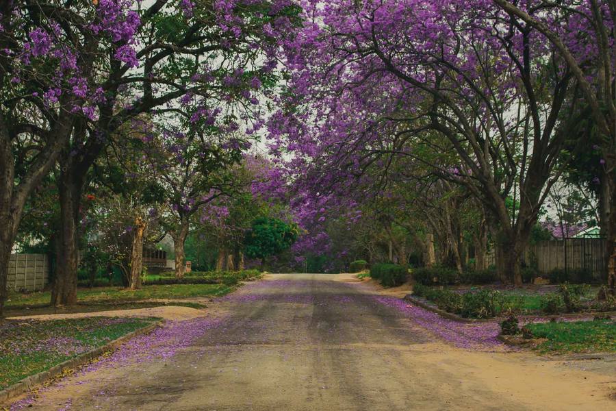 Purple jacaranda flowers line a tree-lined street in Mutare.