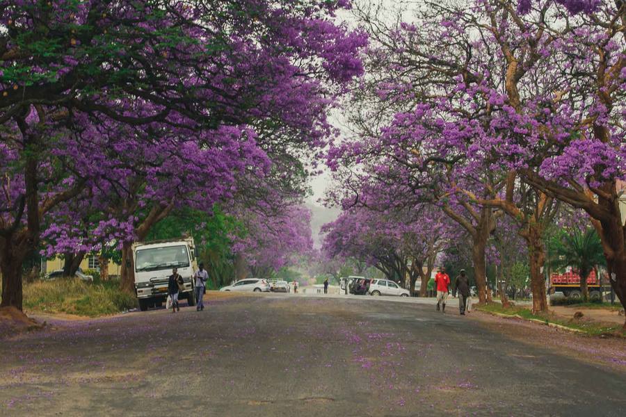 Purple jacaranda flowers line a street with people walking and cars parked.