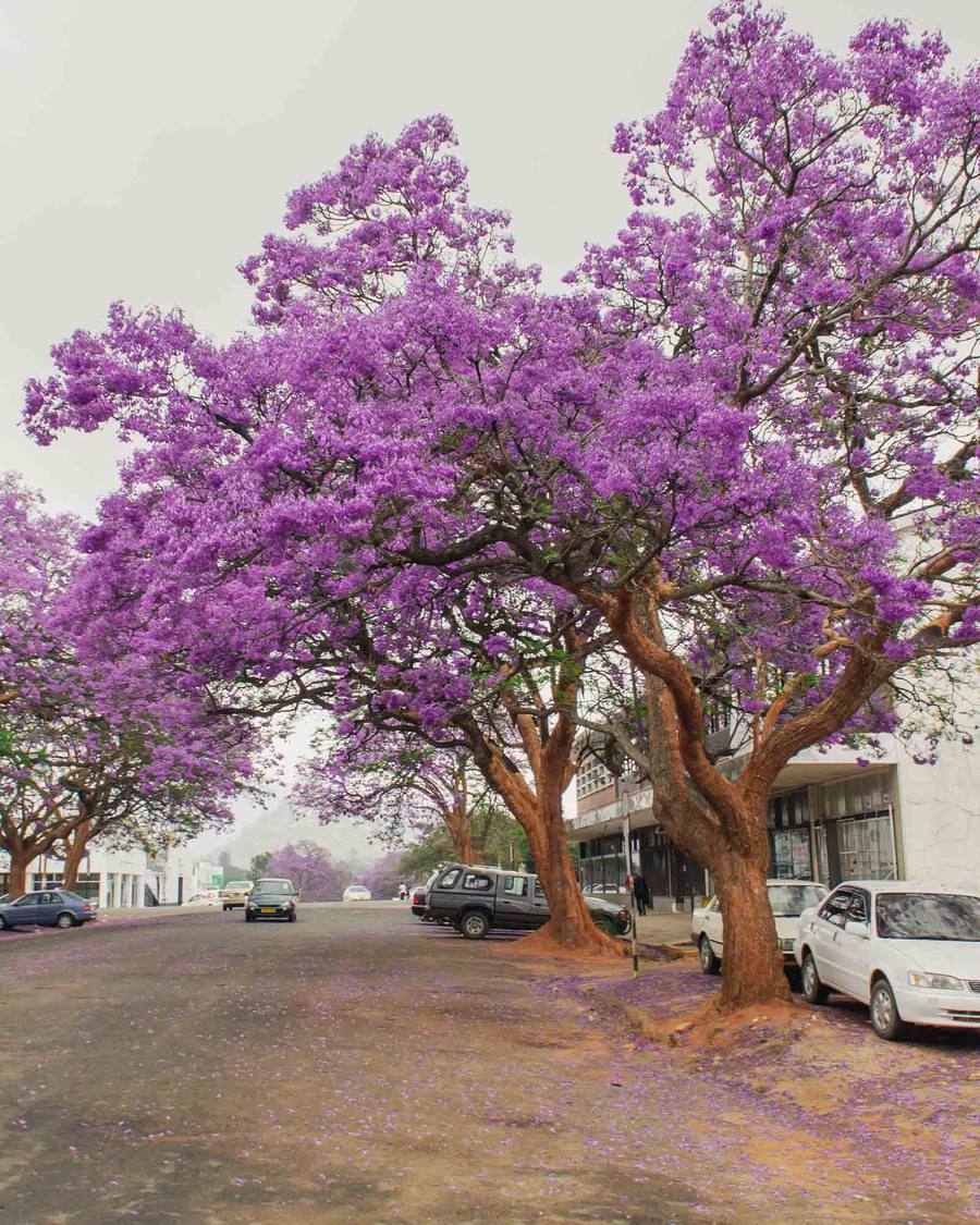 Purple jacaranda trees line a street with parked cars and a building