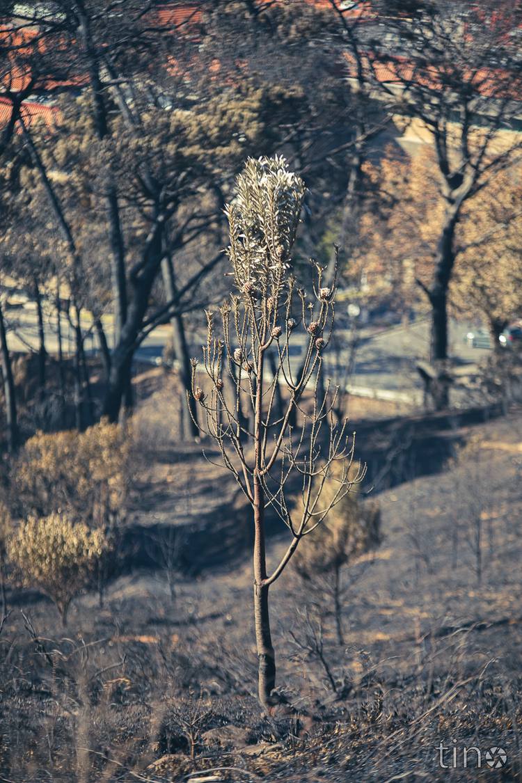 A small tree with cones stands amidst charred landscape with blurred trees in the background.