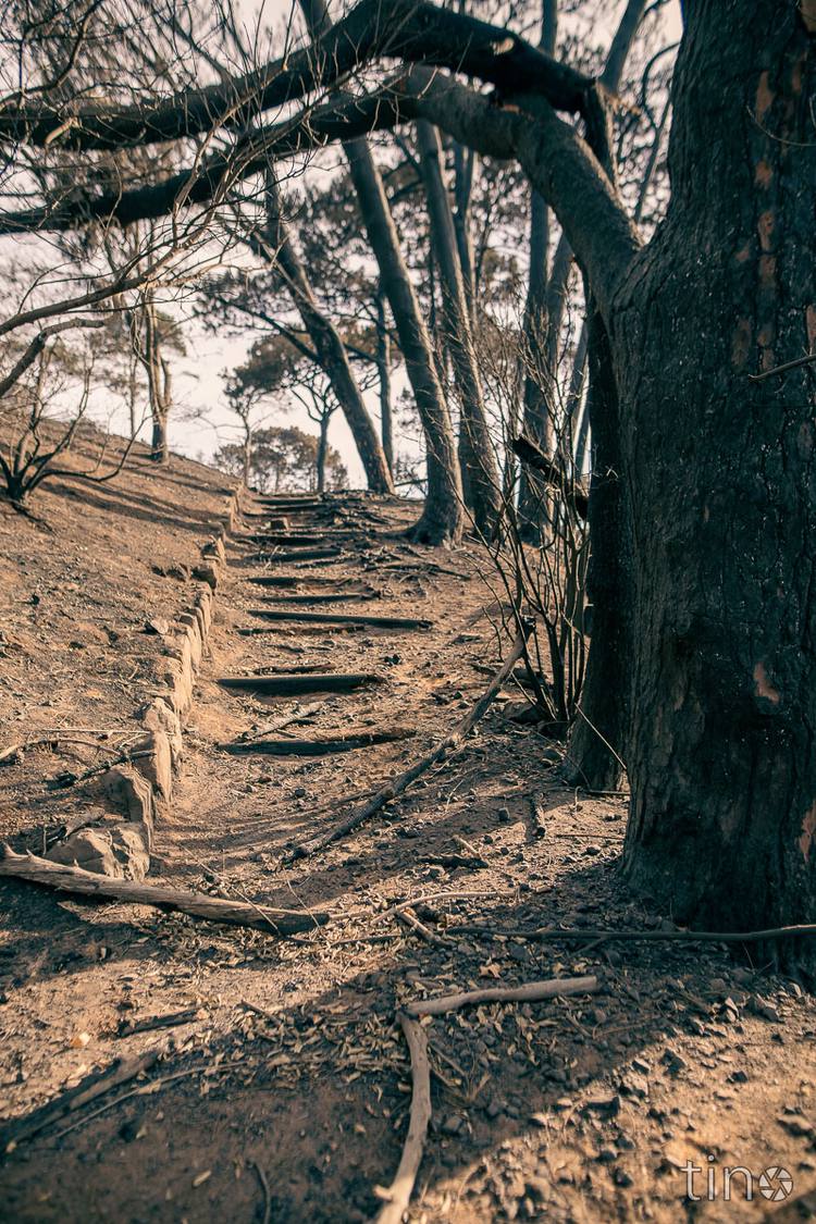 Stone steps leading up a hill through a forest of burnt trees