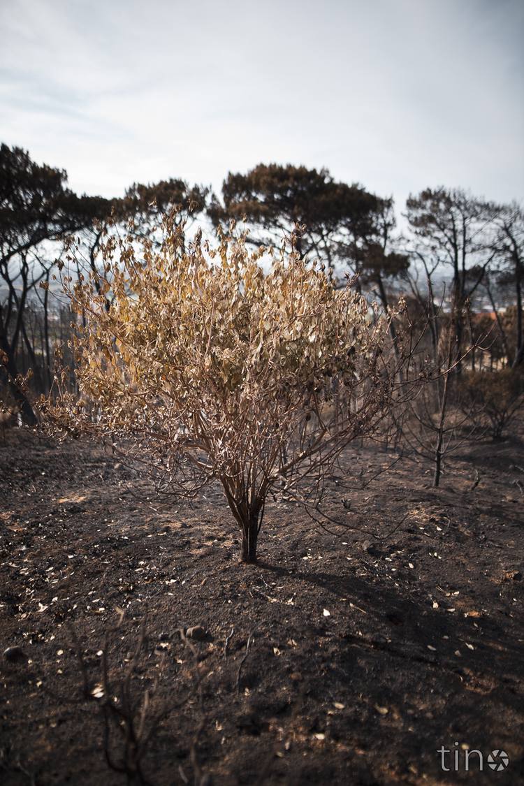 A small bush with golden leaves stands amidst a burnt landscape with charred trees.