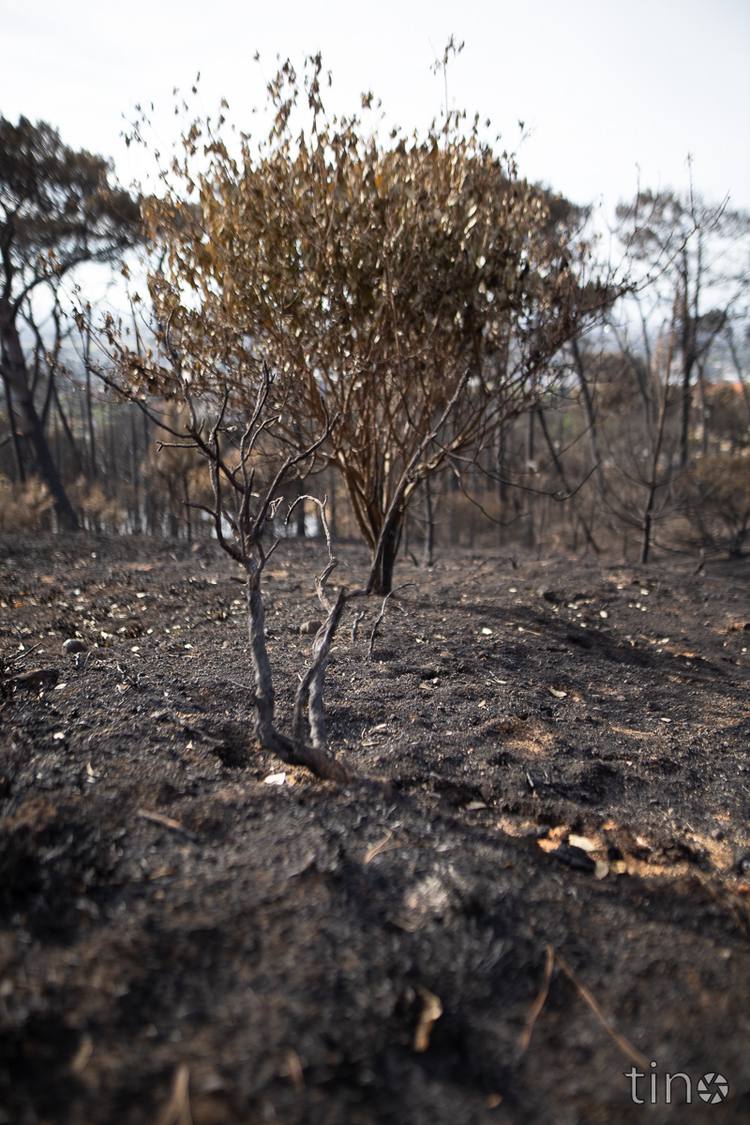 A burnt bush stands alone in a field of ash and charred trees