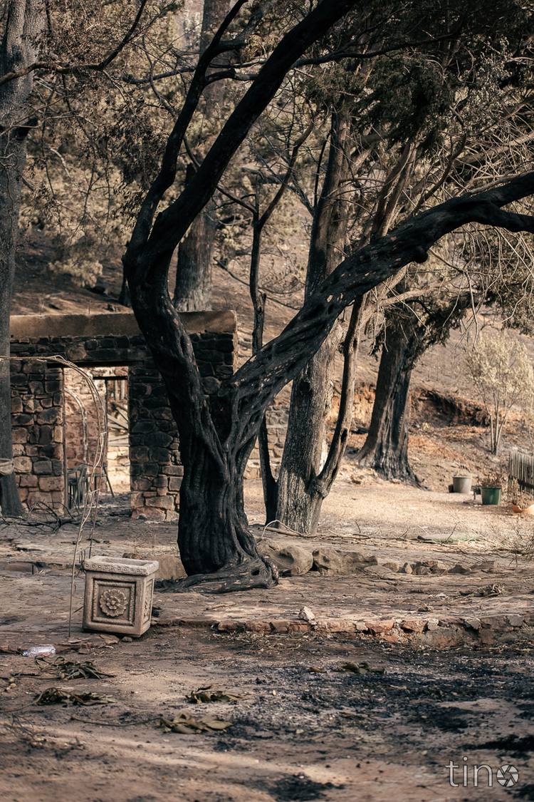 Charred trees and a stone building in a forest after a fire