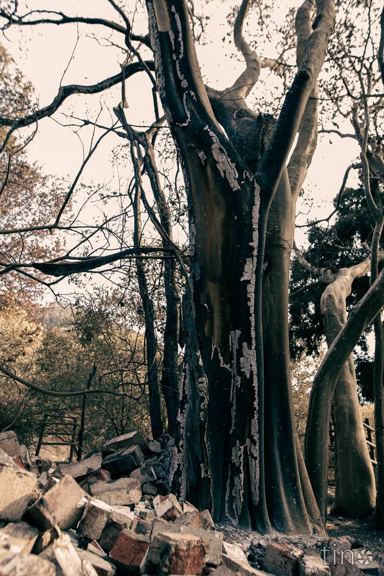 Charred tree trunk with rubble in foreground and bare branches in background