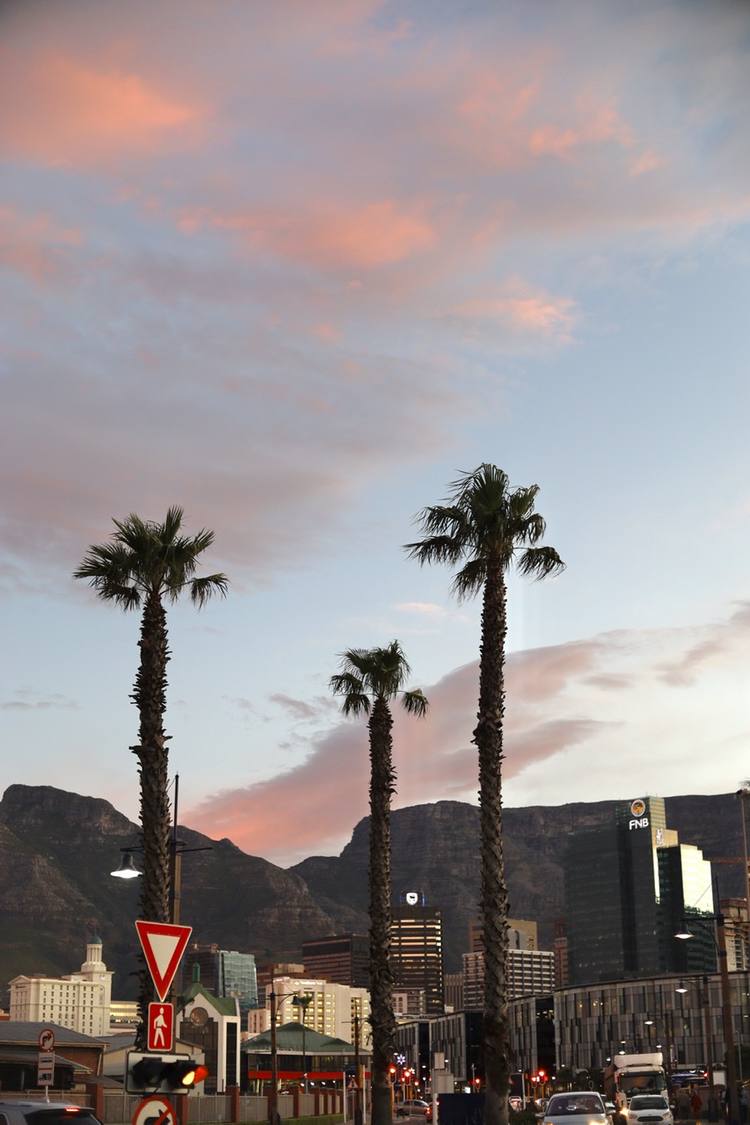 Palm trees in foreground with mountains and city buildings in background