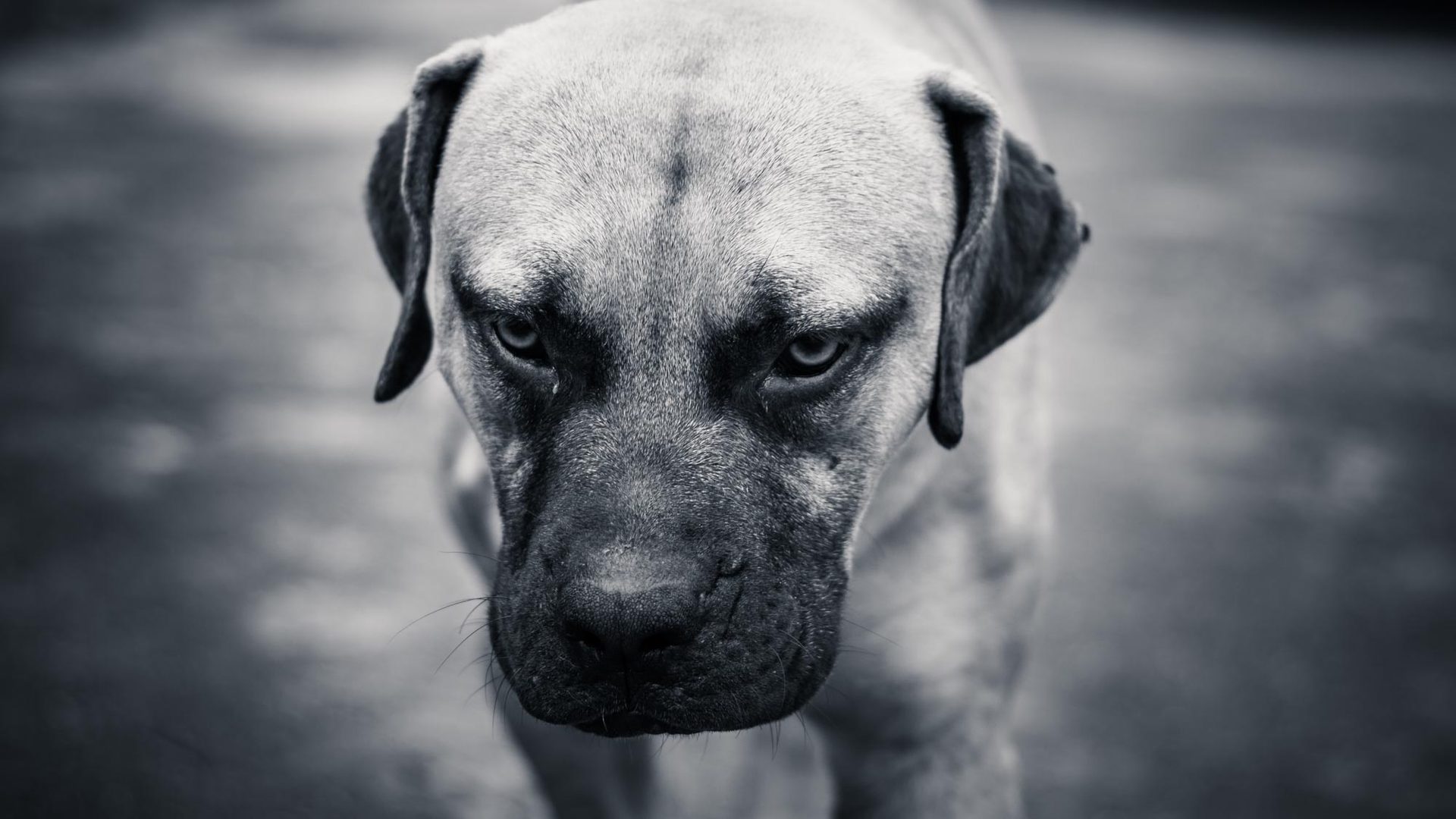 Close-up of a large dog's face with a blurred background, black and white