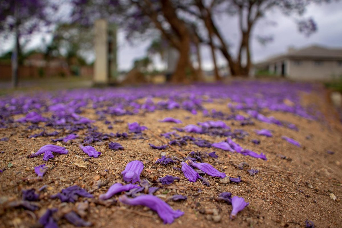 Purple Floors