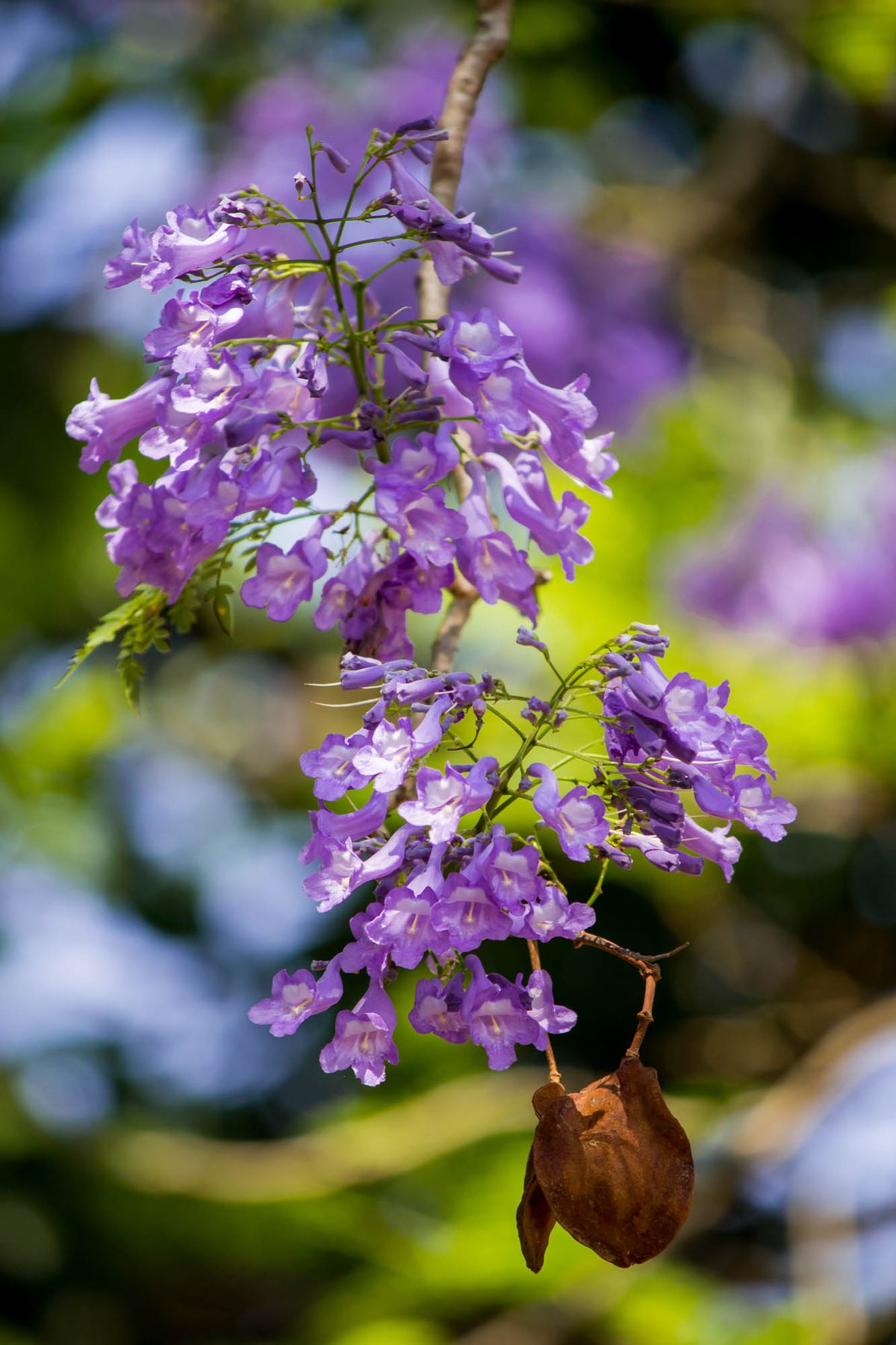 A close up of the Jacaranda flowers and pods.