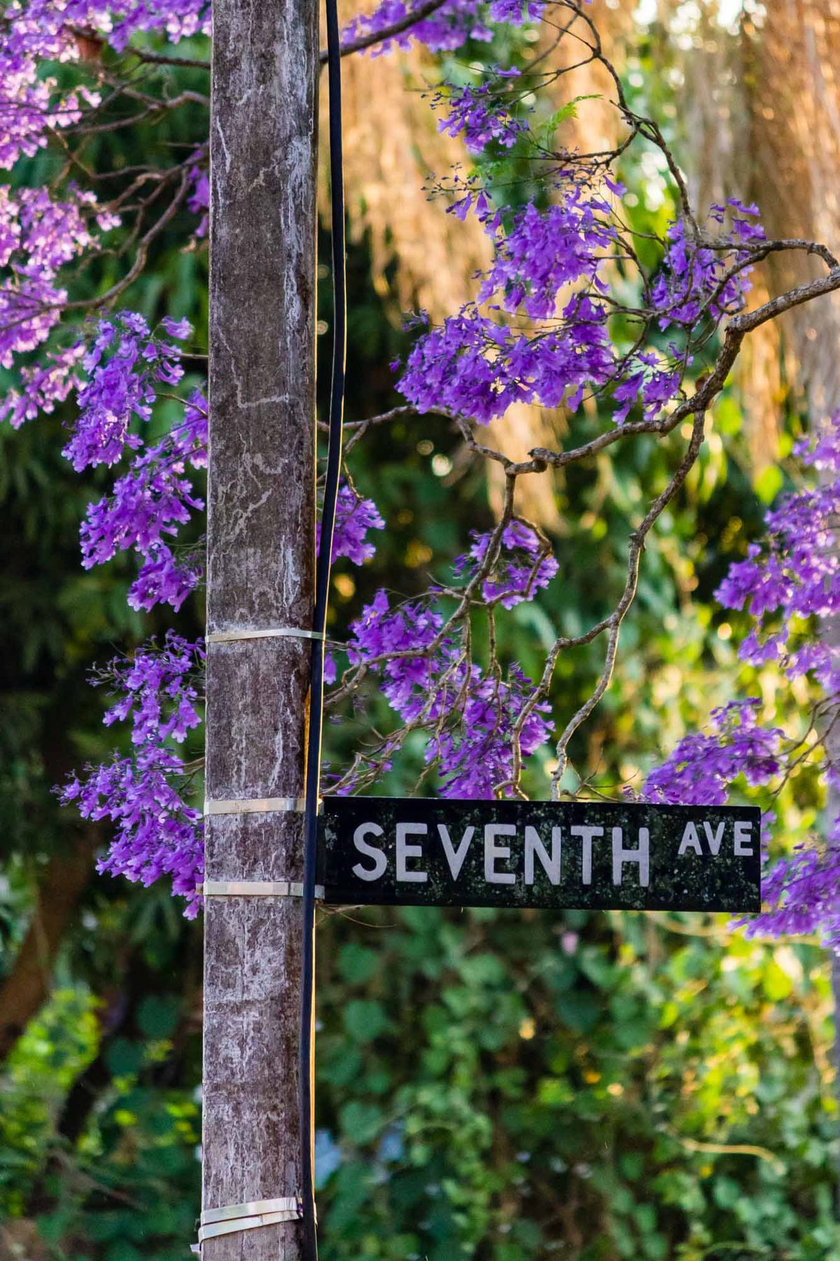 Pleasant walk in the avenues just outside the CBD
