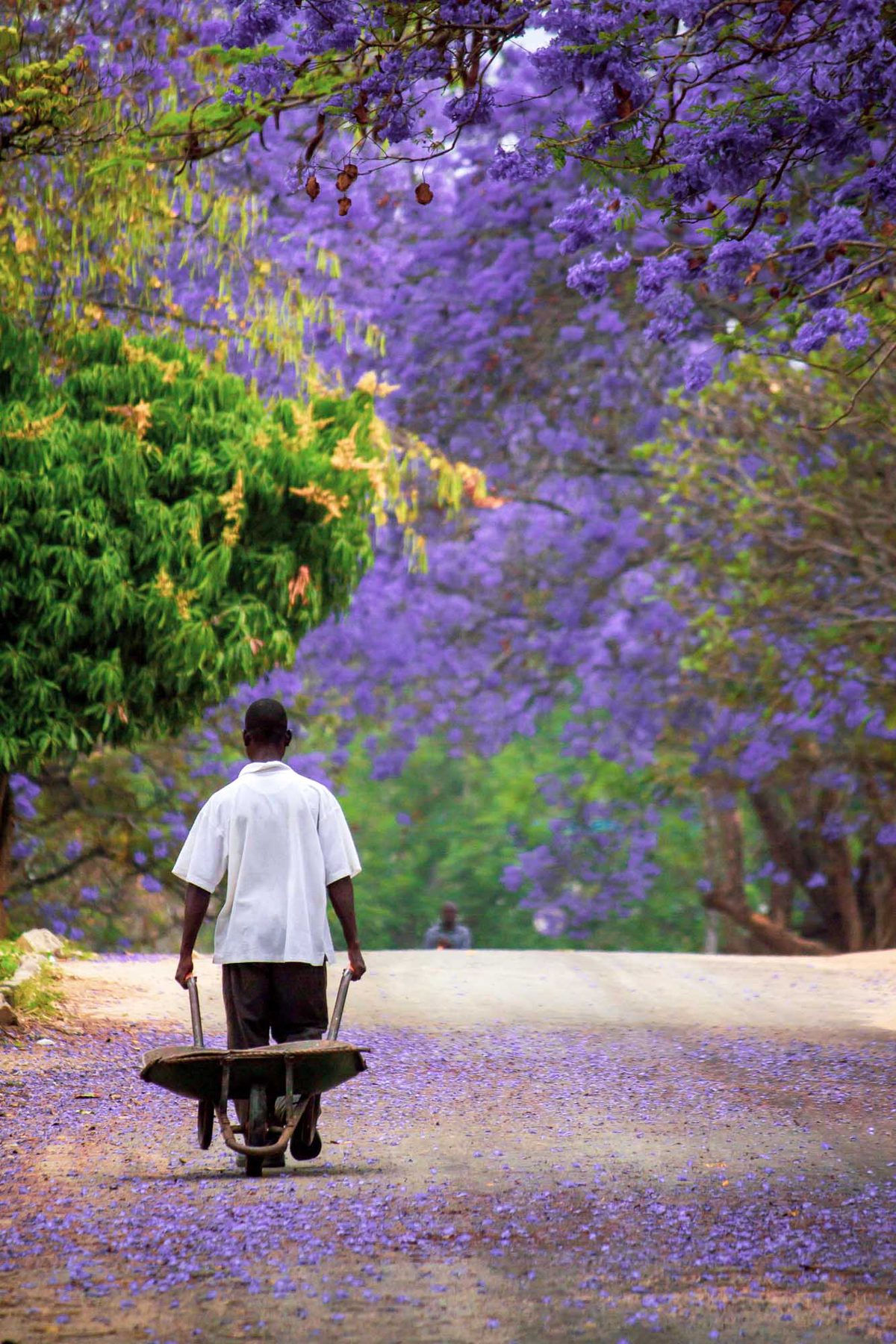 Picture of a man pulling a wheel barrow