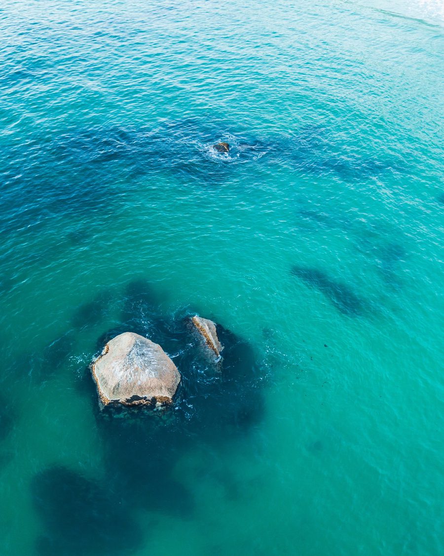 Video: Dolphins
