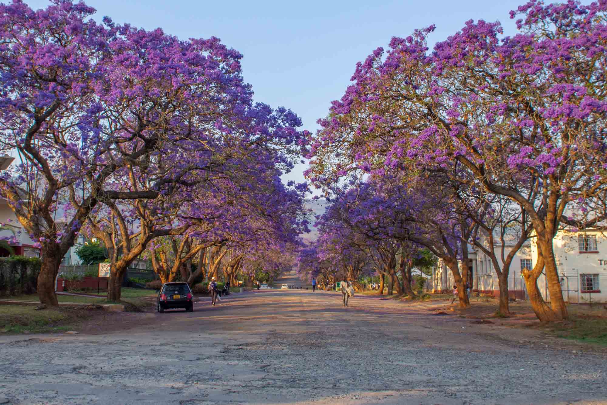 Avenue filled with Jacaranda trees